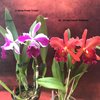 Blc. Miriam Suzuki Vivacious2..